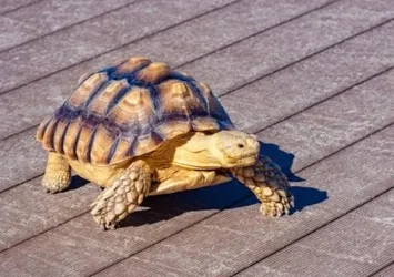 Japonya'dan istilacı kaplumbağalara önlem!