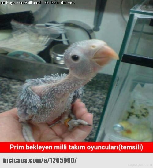 Türkiye EURO 2016’ya veda etti capsler coştu!