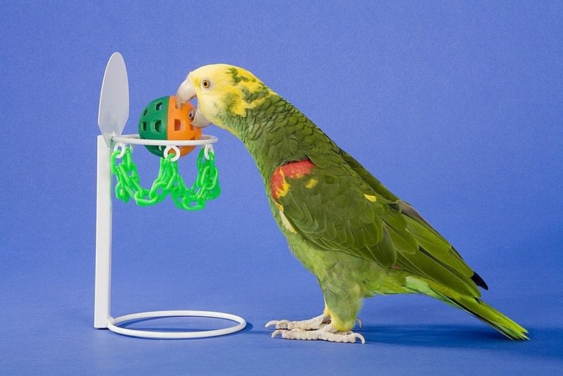 Sporu seven hayvanlar