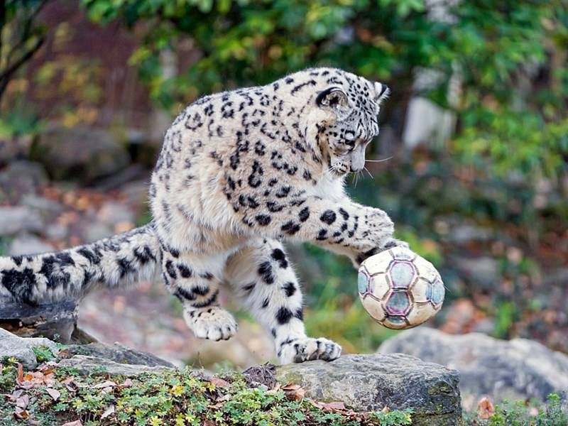 Sporu seven hayvanlar