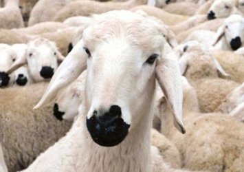 Kurban nasıl paylaşılmalıdır?