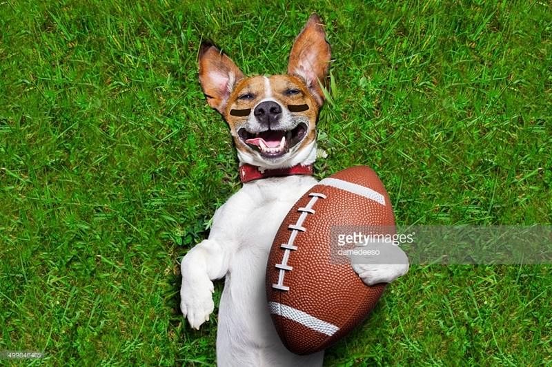 Sporu seven hayvanlar