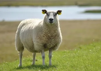 Kurban Bayramınız mübarek olsun