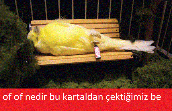 Beşiktaş kazandı! Caps’ler patladı!