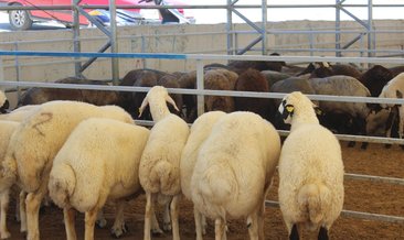 KURBAN KESİLİRKEN HANGİ DUA OKUNUR?