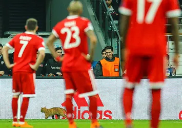 Alman basınından Beşiktaş'a 'kedi' göndermesi