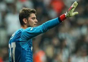Timsah arayışta