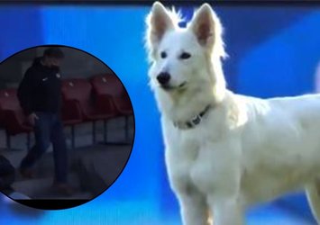 Sahaya köpek girdi! Başkan tribünden indi ve...