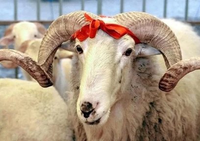 Spor camiasından Kurban bayramı mesajları