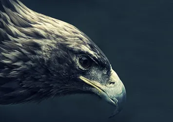 Beşiktaş 10 numara transferini bitirdi!
