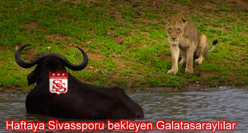 Osmanlıspor - Galatasaray maçı capsleri güldürdü