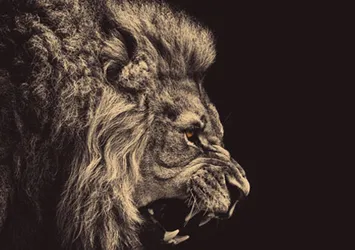 Aslan transferde atağa kalktı! 4 isim birden...