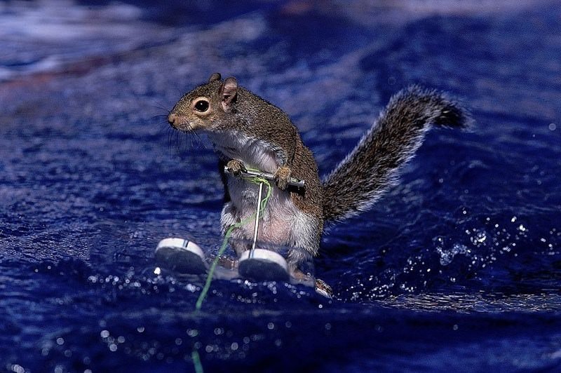 Sporu seven hayvanlar