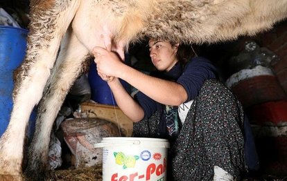 Gülçin Altınay inek sağarak güçlendirdiği eliyle bilek güreşinde dünya 3.sü oldu!