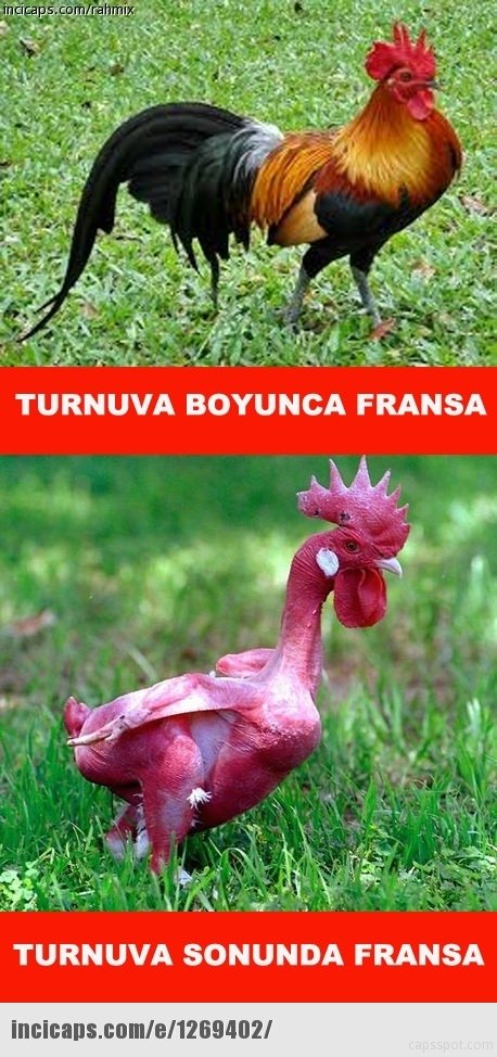 Portekiz-Fransa maçı sonrası capsler