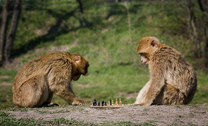 Sporu seven hayvanlar