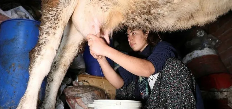 Gülçin Altınay inek sağarak güçlendirdiği eliyle bilek güreşinde dünya 3.sü oldu!