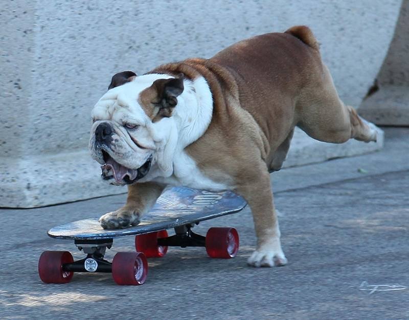 Sporu seven hayvanlar