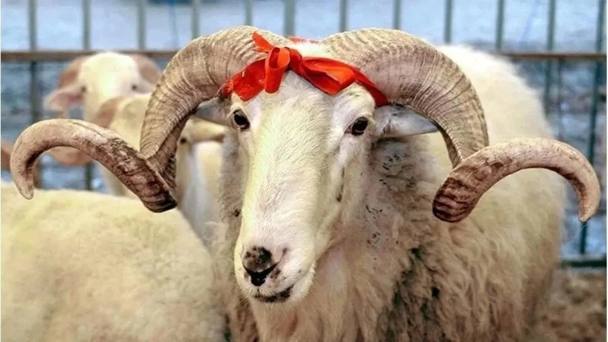 Spor camiasından Kurban Bayramı mesajları!