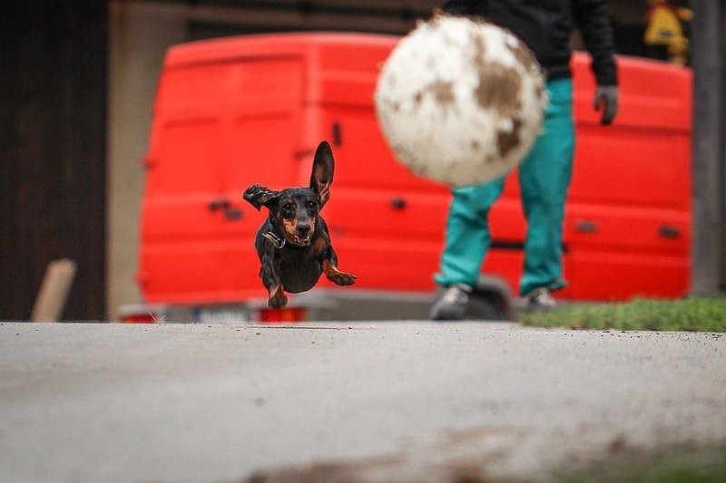 Sporu seven hayvanlar