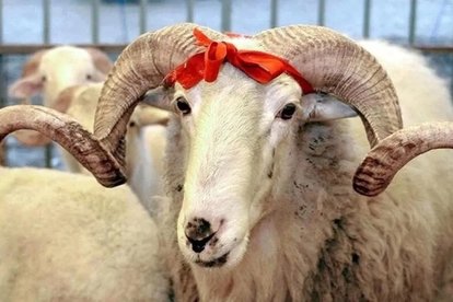 Spor camiasından Kurban bayramı mesajları