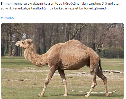 Fenerbahçeli taraftarlardan Comolli’ye Slimani tepkisi!