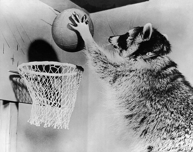 Sporu seven hayvanlar