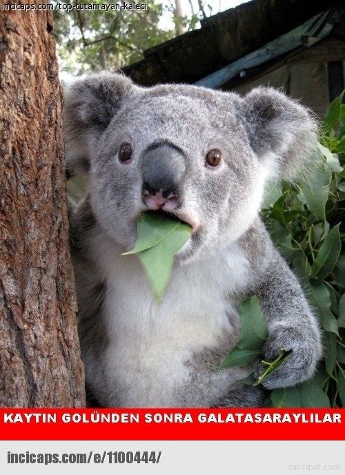 F.Bahçe galibiyet capsleri