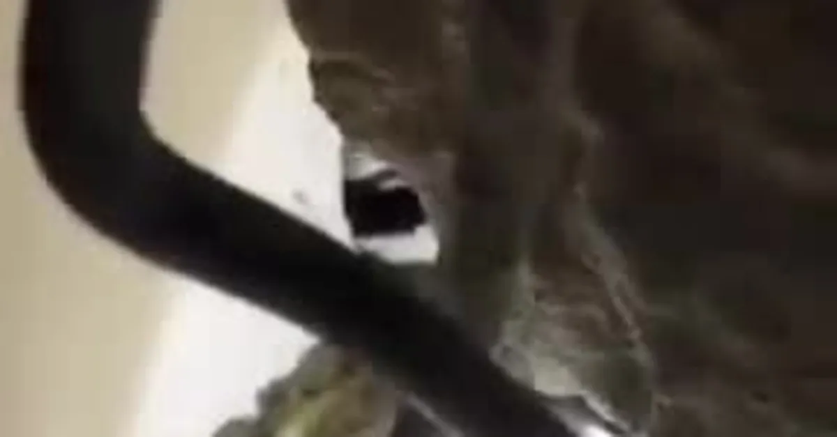 Günay: Abi sen gitme...