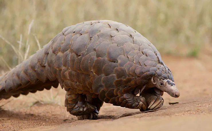 Yeni tip corona virüsü (Covid-19) pangolinden mi bulaştı? Pangolin nedir? - 1