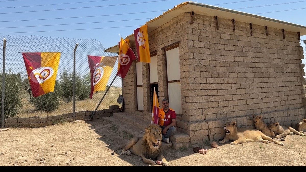 Galatasaraylı taraftar şampiyonluğu aslanlarıyla kutladı! Galatasaraylı taraftar şampiyonluğu aslanlarıyla kutladı!