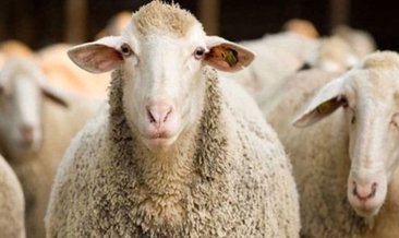 DİYANET 2022 KURBAN VEKALET FİYATLARI