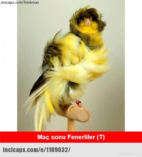 Fenerbahçe  - Molde maçının capsleri