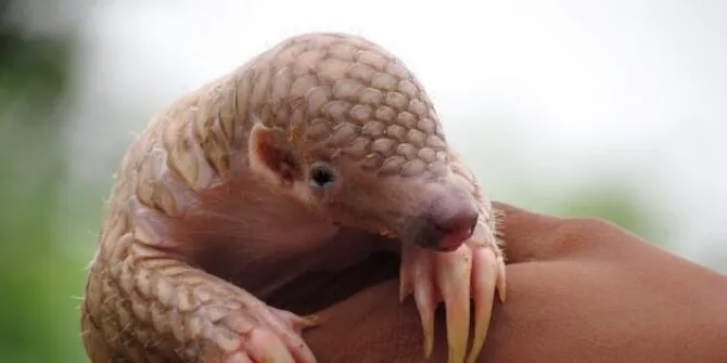 Yeni tip corona virüsü (Covid-19) pangolinden mi bulaştı? Pangolin nedir? - 4