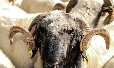 İl İl kurbanlık büyükbaş ve küçükbaş kurban fiyatları!