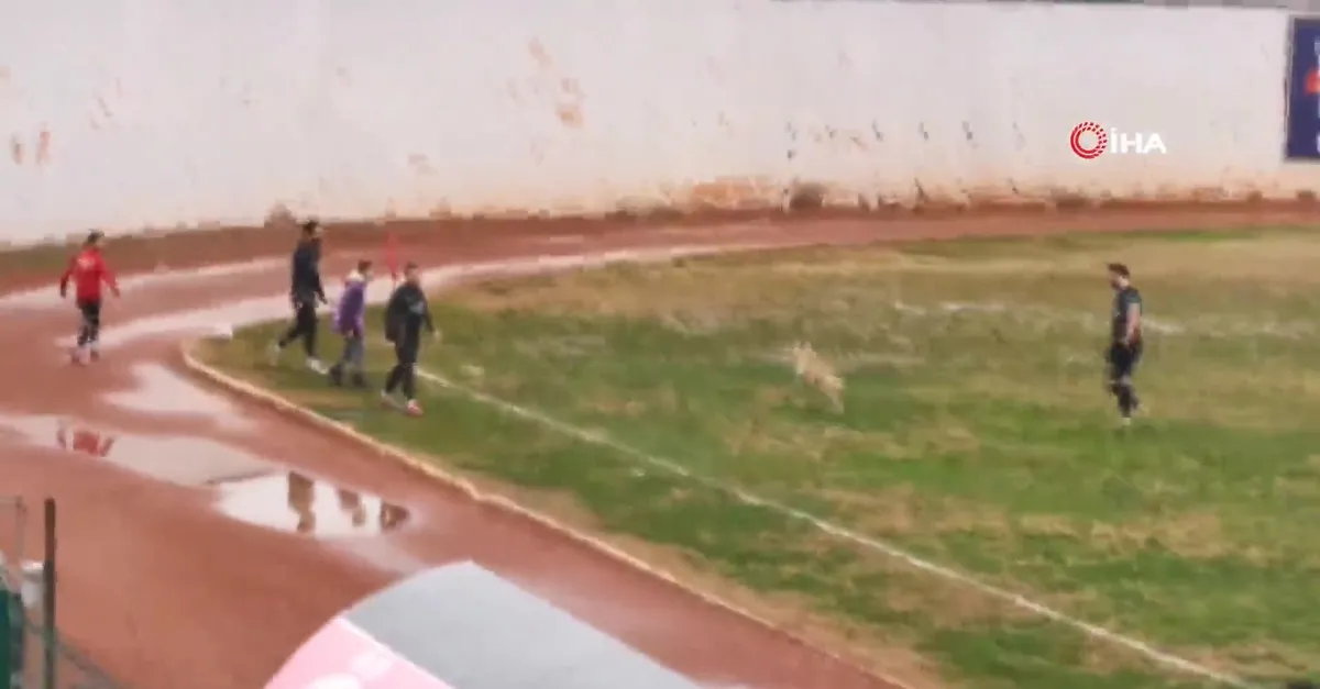 Köpek maçı durdurdu, renkli görüntüler yaşandı