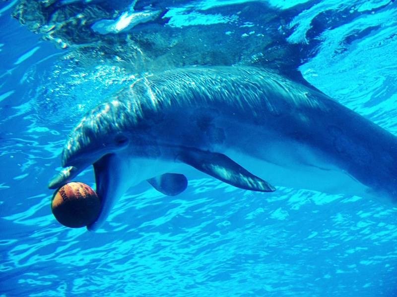 Sporu seven hayvanlar