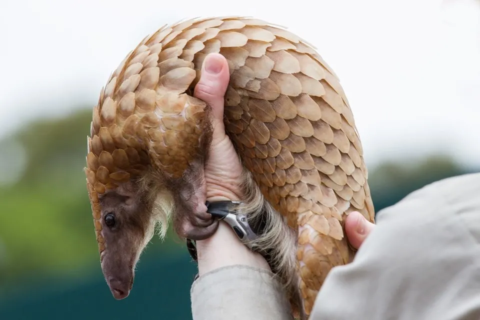 Yeni tip corona virüsü (Covid-19) pangolinden mi bulaştı? Pangolin nedir? - 2