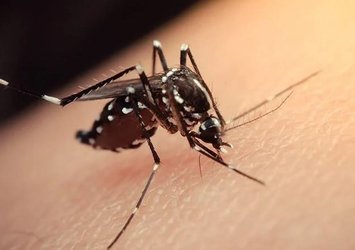 Zika virüsü nedir?