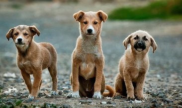 Sokak hayvanları için ek genelge